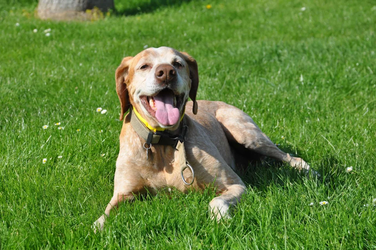 Dog
