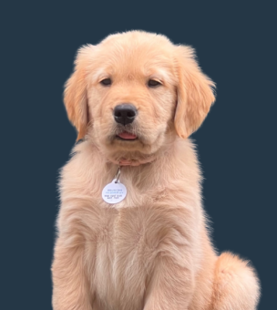 An image of Maggie