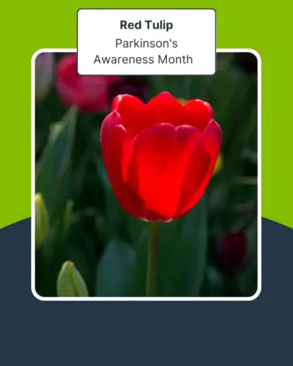 A single red tulip in bloom stands among green leaves, with a label indicating it represents Parkinson's Awareness Month.